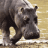 hippopotamus1